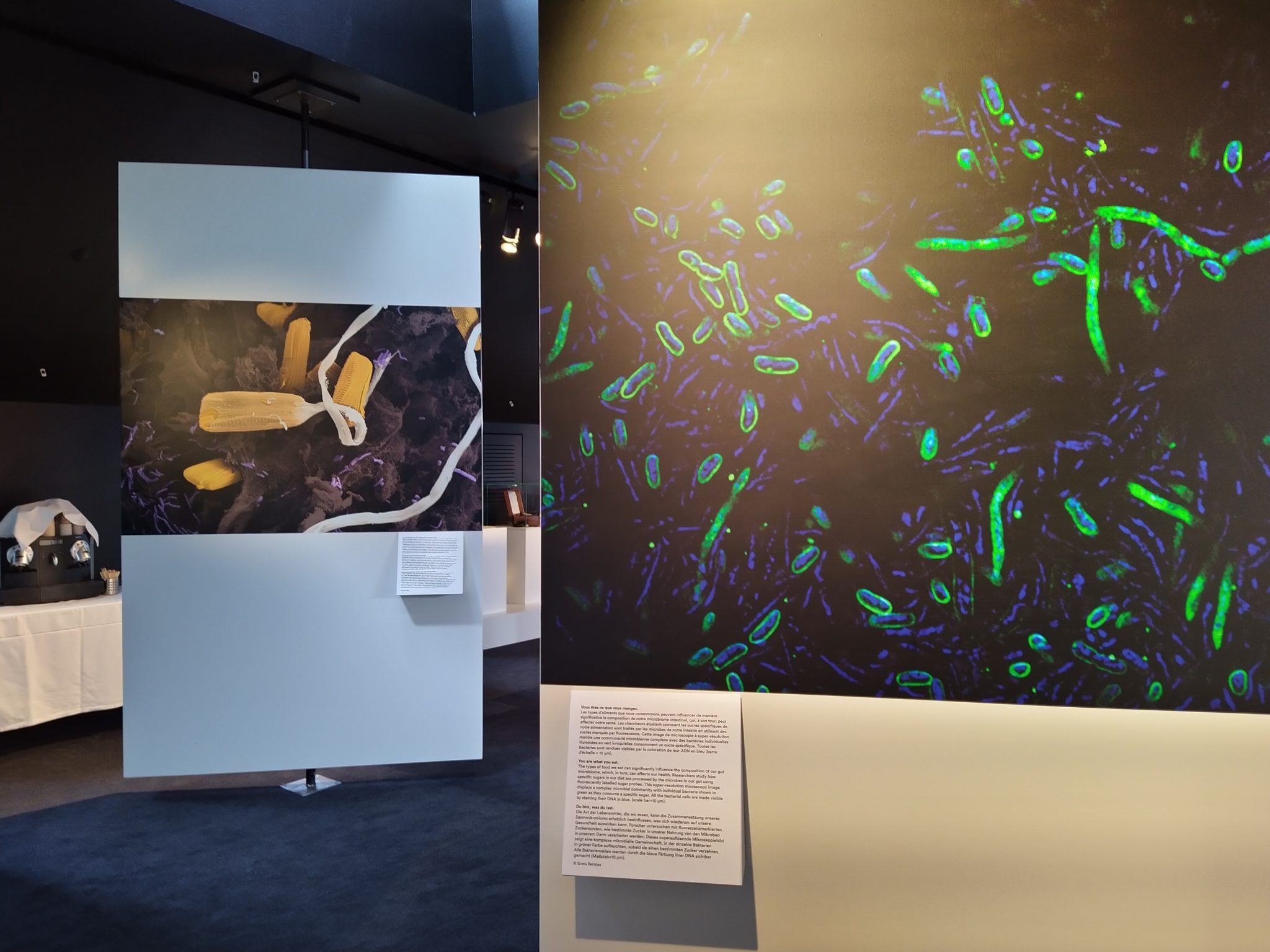 World Microbiome Day 2023 at the Alimentarium - NCCR