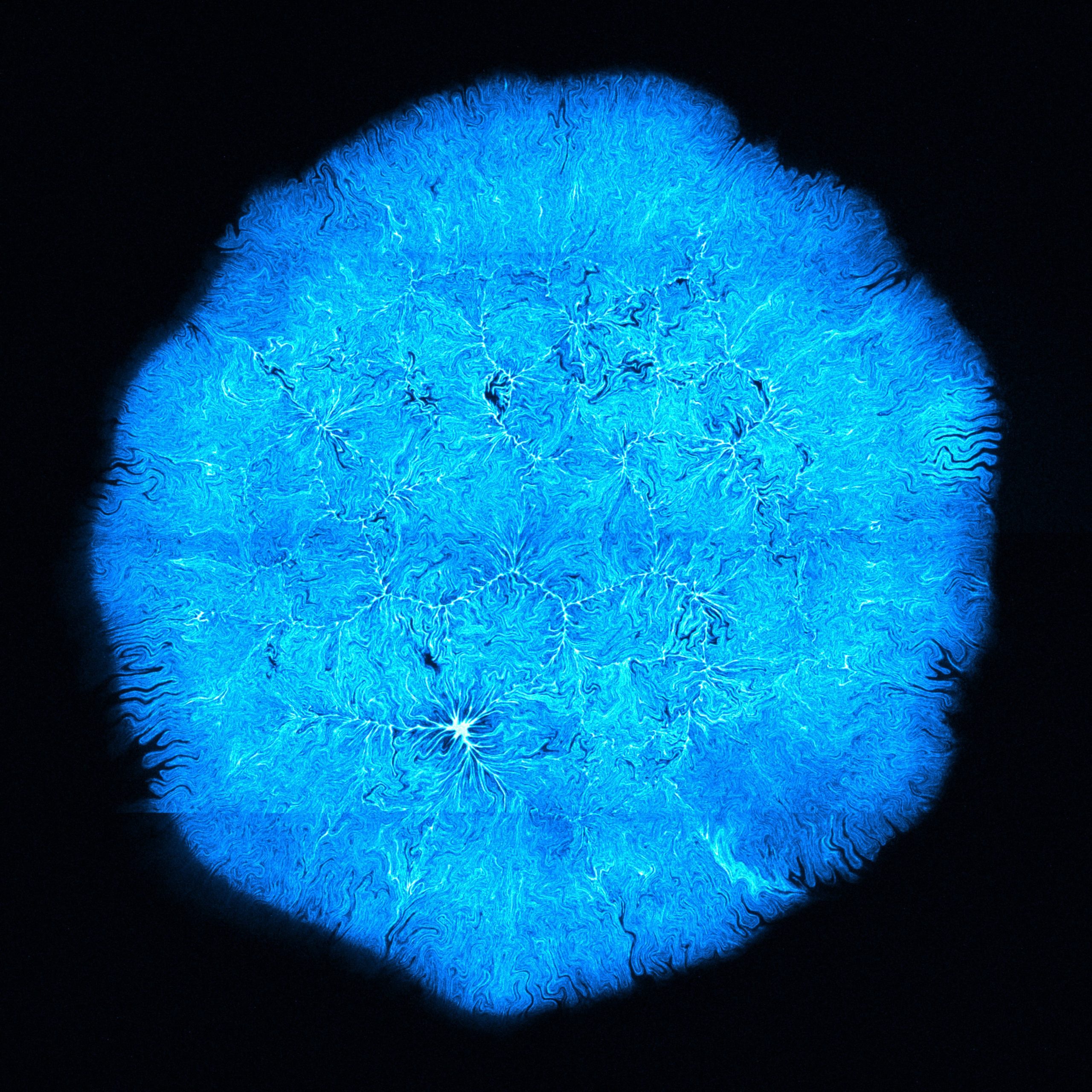 Microbial patterns at the EPFL Pavilions exhibition